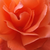 Arancione - Rose Ibridi di Tea - Alexander